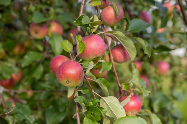 Appelboomtak met rode appels op een wazige achtergrond tijdens het rijpen van rijpe biologische gewassen