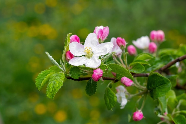 Appelboomtak met roze bloemen en knoppen. Regendruppels op appelbloesems