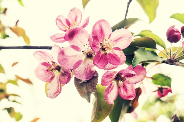 Appelboomtak met roze bloemen