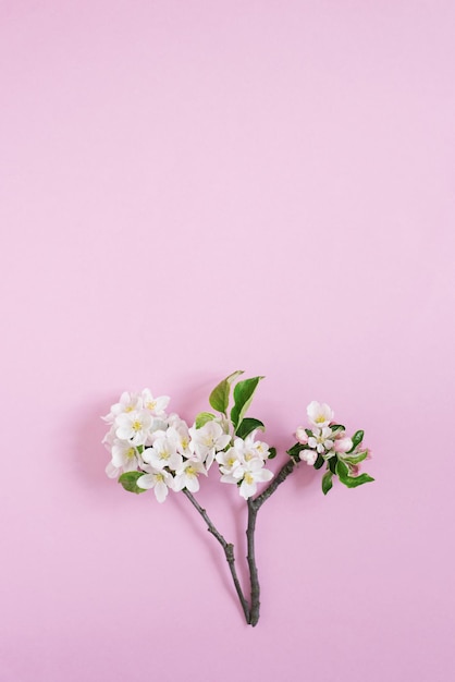 Appelboomtak met witte bloemen op een roze achtergrond met kopieerruimte Platte lay compositie