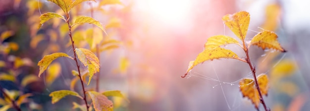 Appelboomtakken met gele bladeren en spinnenwebben in de tuin in de ochtend met mist en zonlicht