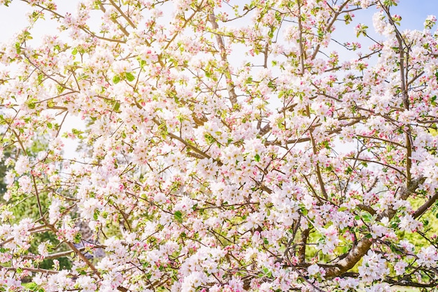 Appelboomtakken met witte bloesem. Lente appelbloesem. Zonlicht door de takken.