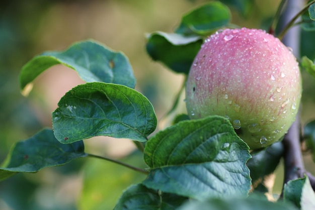 Appelfruit op de regendruppel van de boomtak