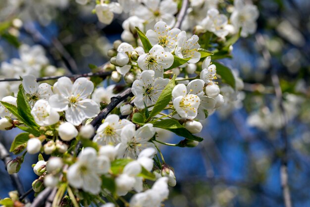 Appelfruitbomen bloeien in het lenteseizoen