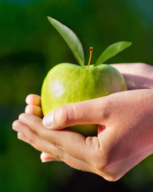 Appelgroen en handen close-up voor gezonde voeding en dieet van vers fruit en landbouwoogst of landbouw Palmen boer of persoon cupping produceren en veganistisch natuurlijk en duurzaam voedsel