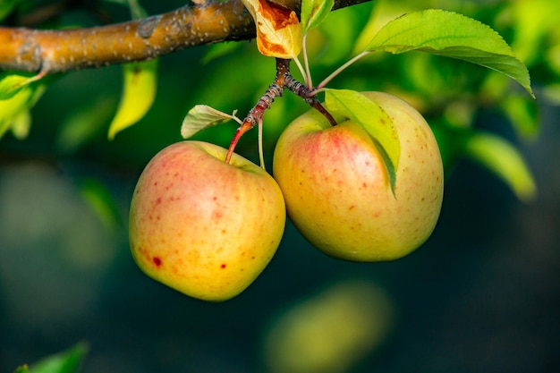 Appeloogst klaar om geplukt te worden uit de boomgaard in de Republiek Moldavië..