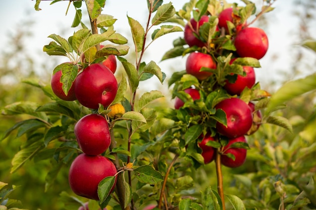 Appeloogst klaar om geplukt te worden uit de boomgaard in de Republiek Moldavië..