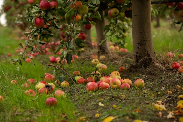 Appeloogst klaar om geplukt te worden uit de boomgaard in de Republiek Moldavië..