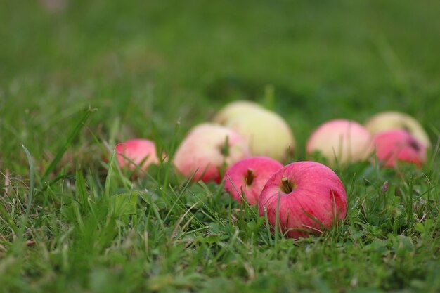 Appeloogst op het gras