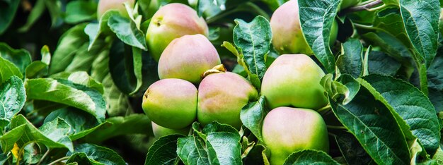 Appels aan een boom in de tuin. Selectieve aandacht. natuur.