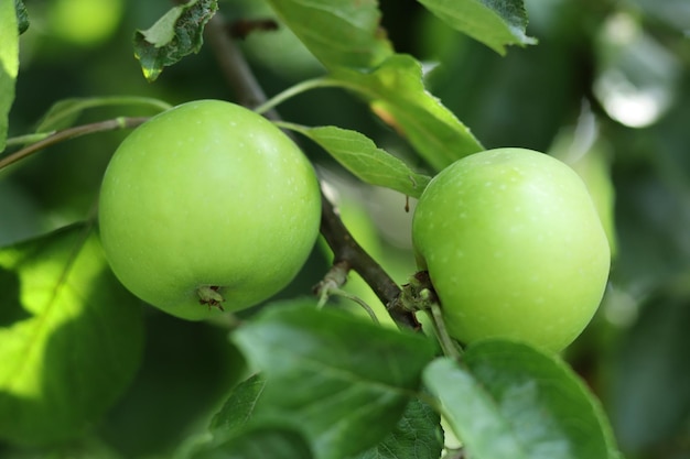 Appels aan een boomtak groene appels in de tuin