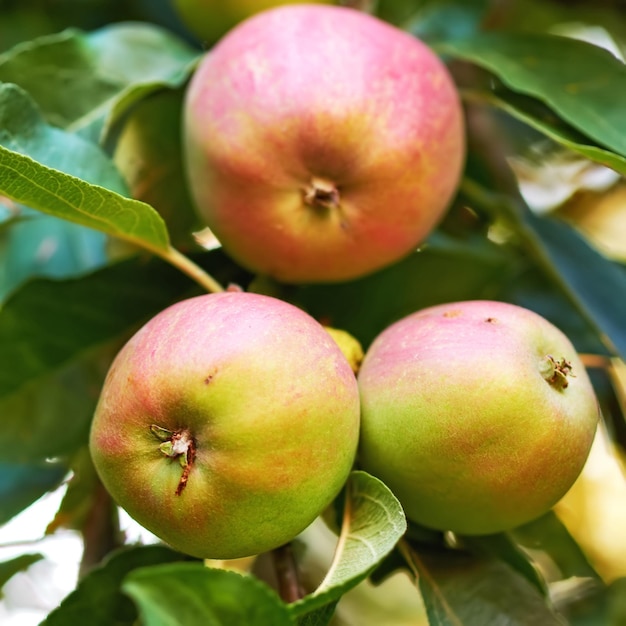 Appels bomen close-up en groene planten in de natuur voor groei landbouw en landbouw of voeding achtergrond Rode en groene vruchten op bladeren groeien in duurzame boomgaard voor gezonde voeding en oogst