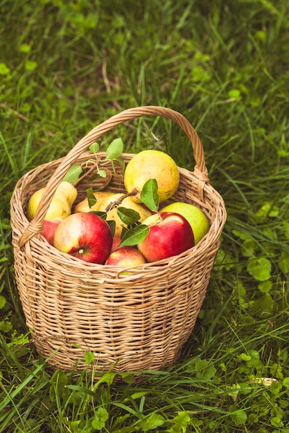 Appels en peren verspreid uit de mand op een gras in de tuin