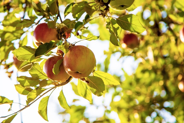 Appels groeien op een boom in de tuin. Selectieve aandacht.