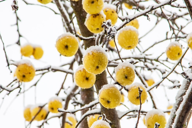 Appels hangen aan een boom bedekt met rijp