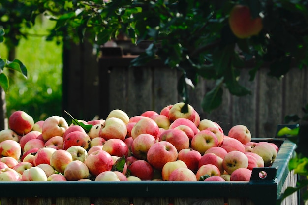 Appels in een container op de tuin