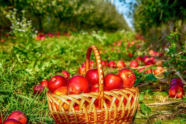 Appels in een mand buiten Biologische appels in de mand in zomergras Verse appels in de natuur Rode appel in de mand Herfst in de landelijke tuinen Biologisch fruit in de mand in zomergras