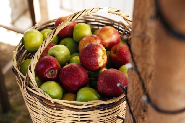 Appels in een mand buiten Zonnige herfsttuin als achtergrond