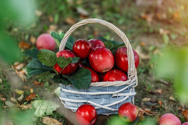 Appels in een mandje. appeloogst.