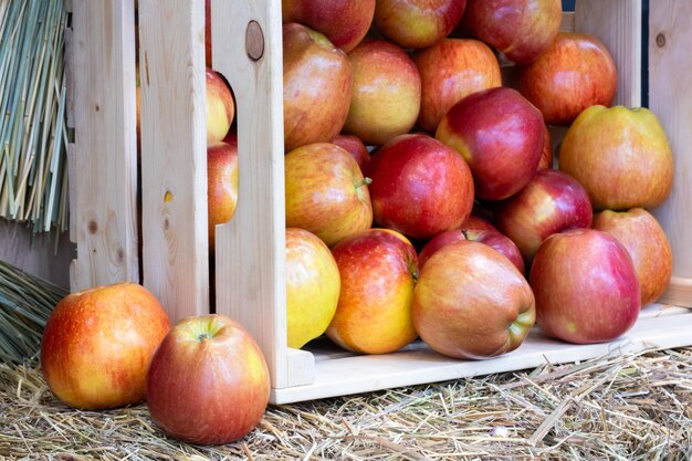 Appels In Houten Krat Rijpe rode appels in houten kist oogst landbouw concept