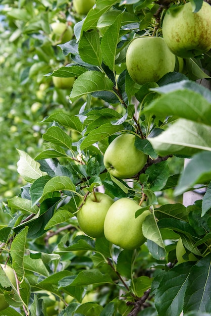 Appels in Vinschgau