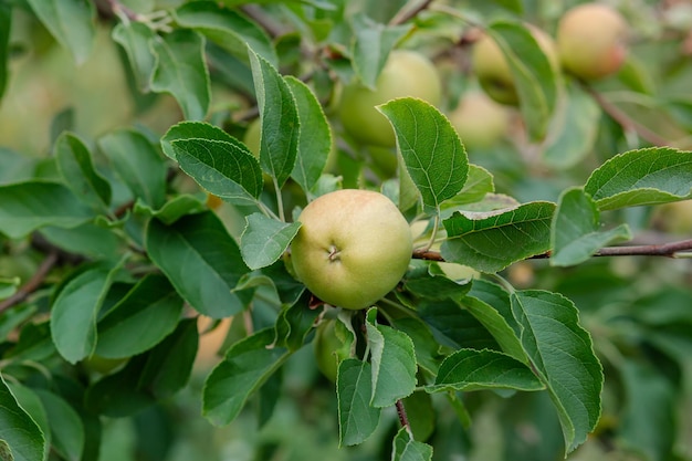 Appels oogsten. Close-up en selectieve focus van handen plukken van rijpe en verse groene appel.