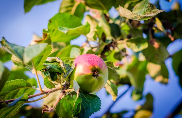 Appels op appel