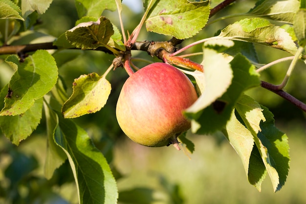 Appels op de takken