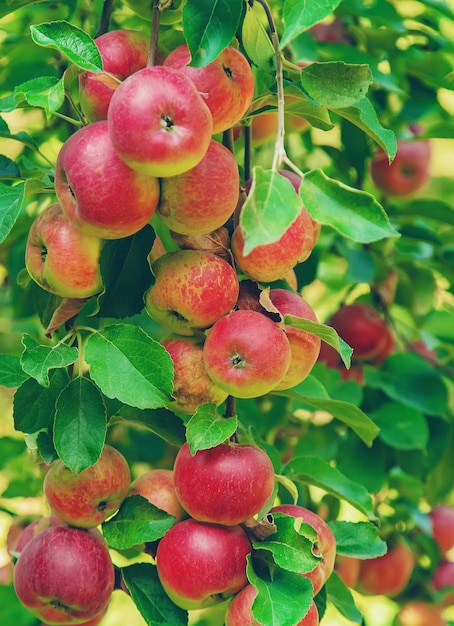 Appels op een boom in de tuin. Selectieve aandacht.