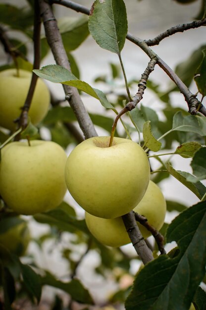 Appels op een boomtak. Appelboom. Oogst van verse appels.