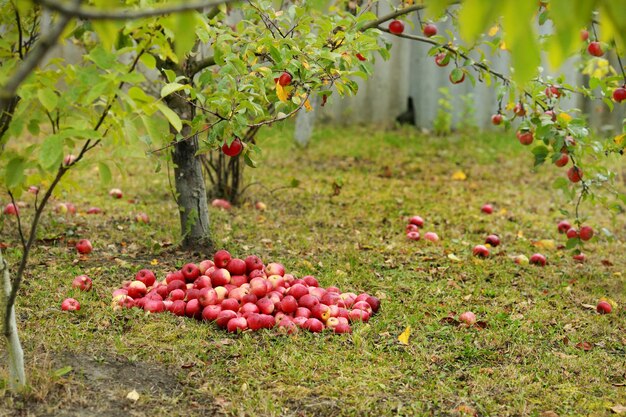 Appels op het gras