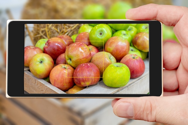 Appels op het smartphonescherm. Rode en groene appels in een houten kist. Herfst oogst van fruit op de boerderij.