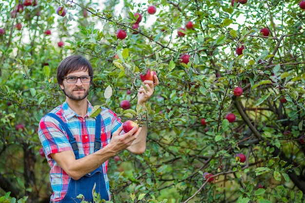 Appels plukken Een man met een volle mand rode appels in de tuin Biologische appels