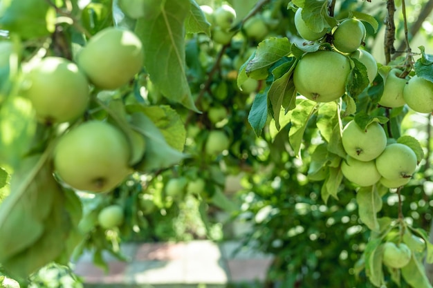 Appels rijpen in de zomer aan een boom in de tuin