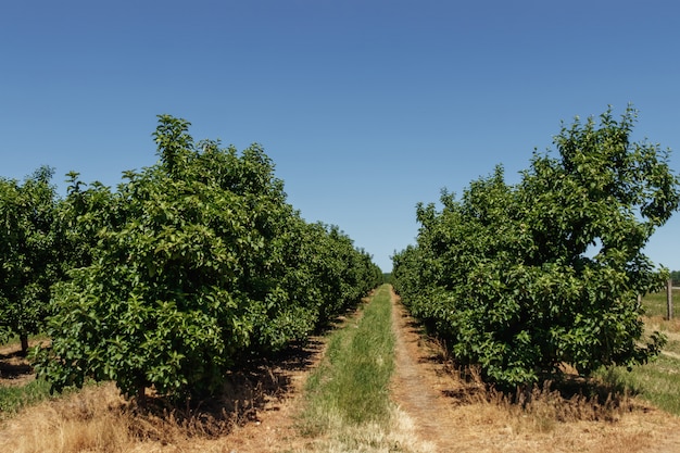 Appeltuin, rijen bomen, tuinieren