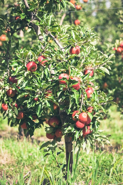 Appeltuin vol gerijpt rood fruit