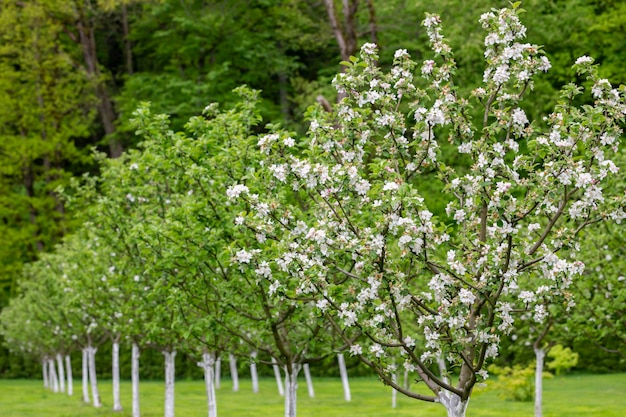 Appeltuinbloesem op boom Bloeiende boomgaard in de lente Seizoensgebonden achtergrond