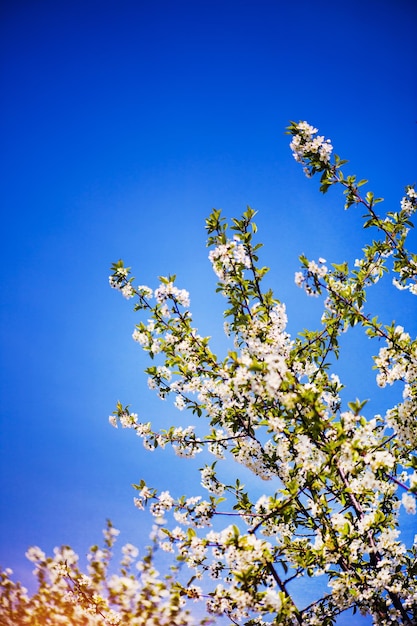 Appeltuinbloesem op boomlentetijd