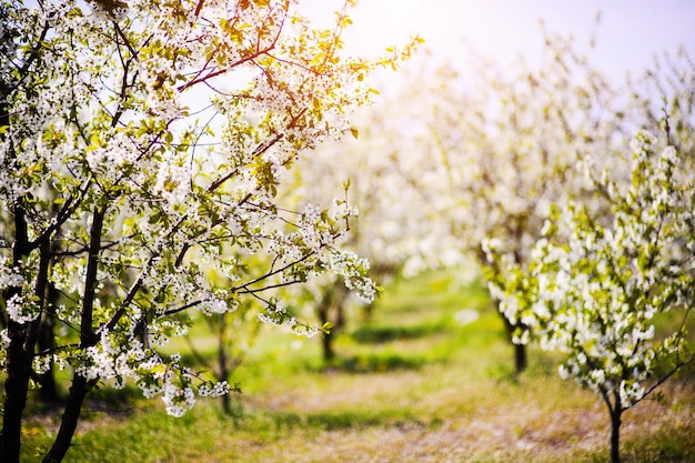 Appeltuinbloesem op boomlentetijd