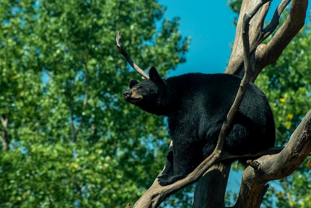 Appelvallei, Minnesota. Amerikaanse zwarte beer, Ursus americanus die in een boom hangt.