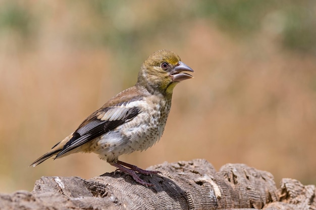 Appelvink Coccothraustes coccothraustes Malaga Spanje