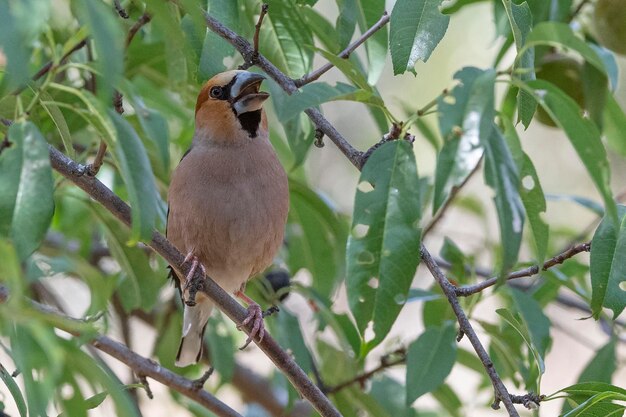 Appelvink Coccothraustes coccothraustes Malaga Spanje