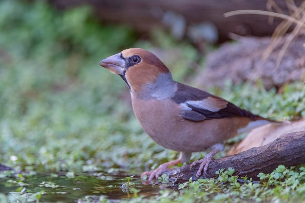 Appelvink Coccothraustes coccothraustes Malaga Spanje