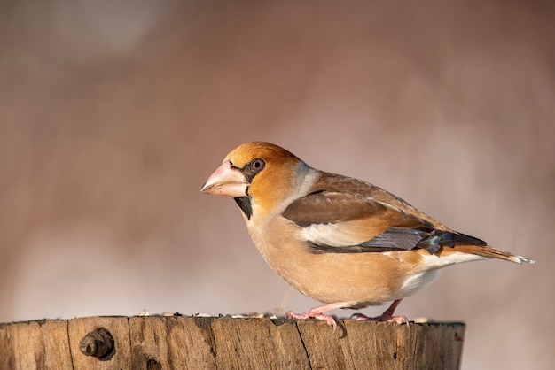 Appelvink (Coccothraustes coccothraustes) zittend op een stomp