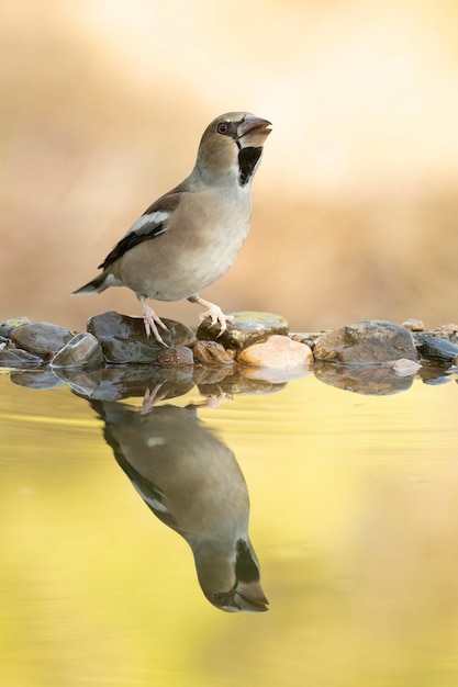 Appelvink in een natuurlijk waterpunt in een mediterraan bos van dennen en eiken in de herfst