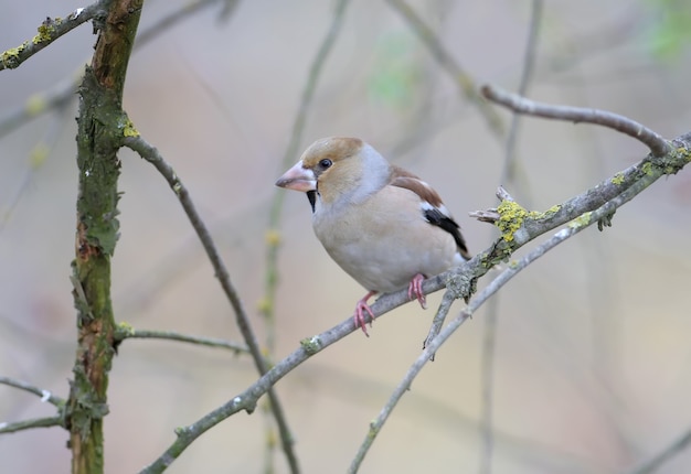 Appelvink vogel in de natuur