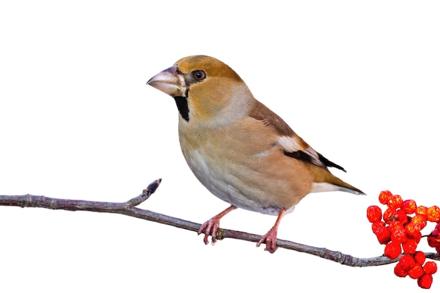 Appelvink zittend op tak geïsoleerd