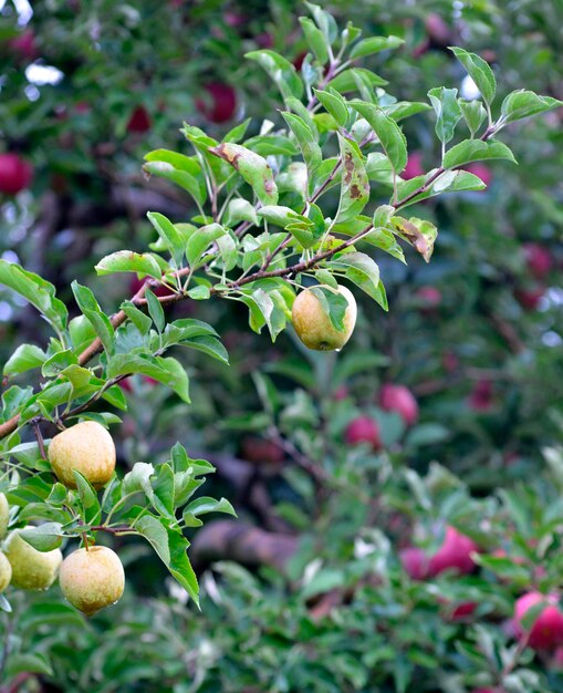 Appelvruchten in oktober klaar voor de oogst in de boomgaard