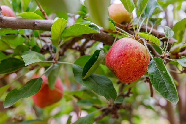 An apple on an apple tree