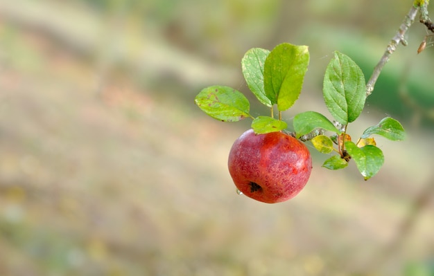 Apple bedekt met de dauw